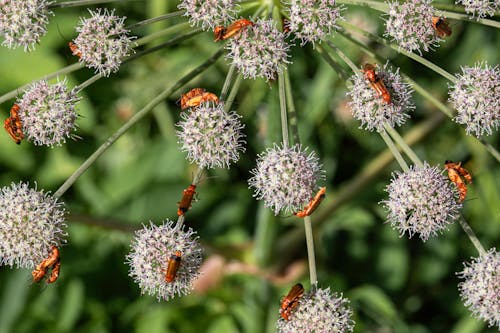 Insects on Flowers