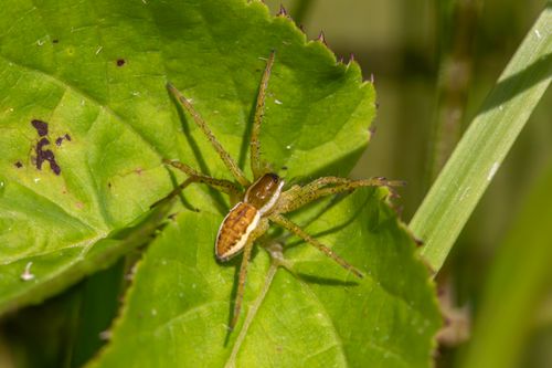 Free Detailed shot of a raft spider (Dolomedes) on a vibrant green leaf in natural habitat. Stock Photo