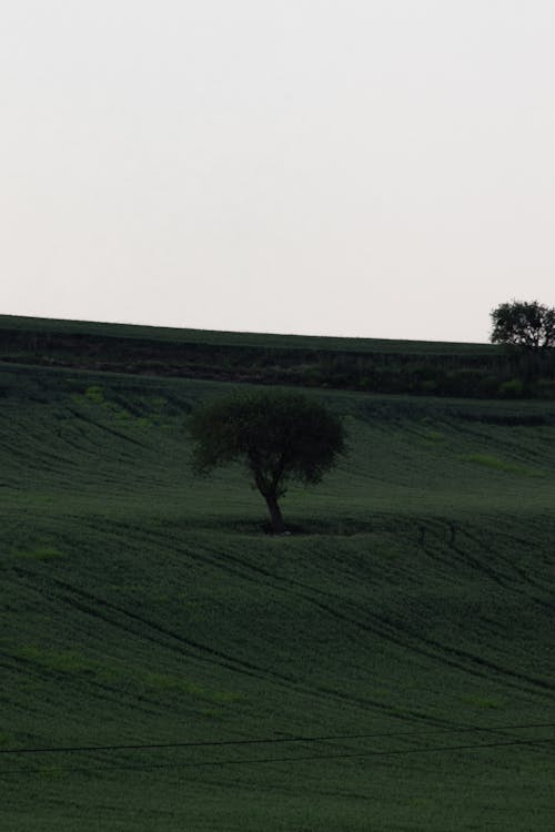 Single Tree on Hill on Grassland