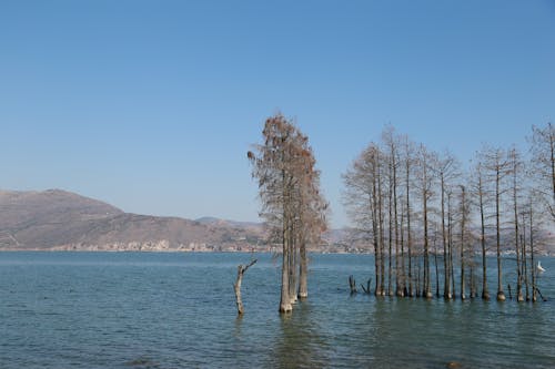 Trees on Calm Lake