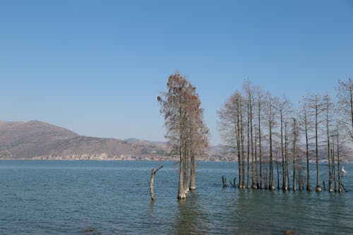 Fotos de stock gratuitas de arboles, calma, cielo limpio