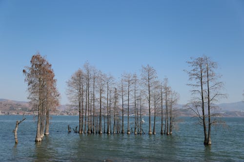 Trees Growing in Water