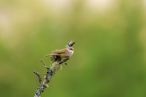 Small Bird in Nature