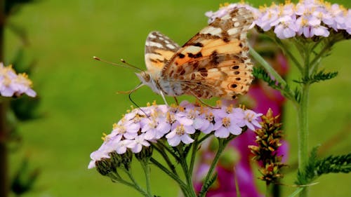 Kostenloses Stock Foto zu blumen, frisch, gemalte dame