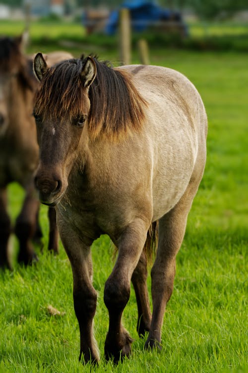 Horse Standing on Pasture