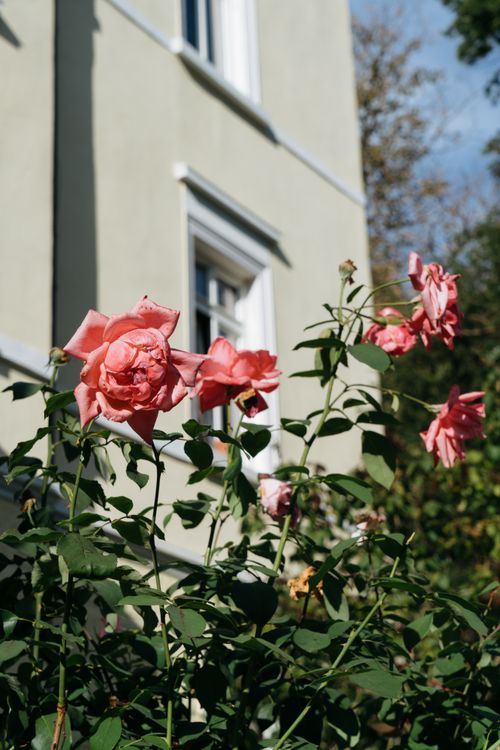 Free Pink roses bloom vibrantly against a house backdrop in sunny Reutlingen, Germany. Stock Photo
