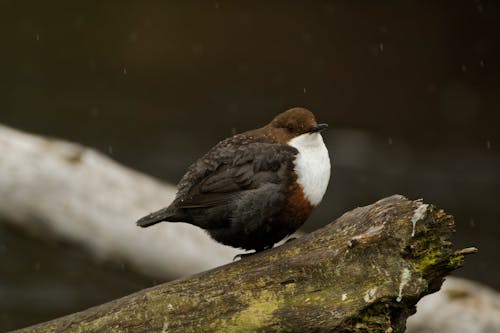 A bird sitting on a log in the rain
