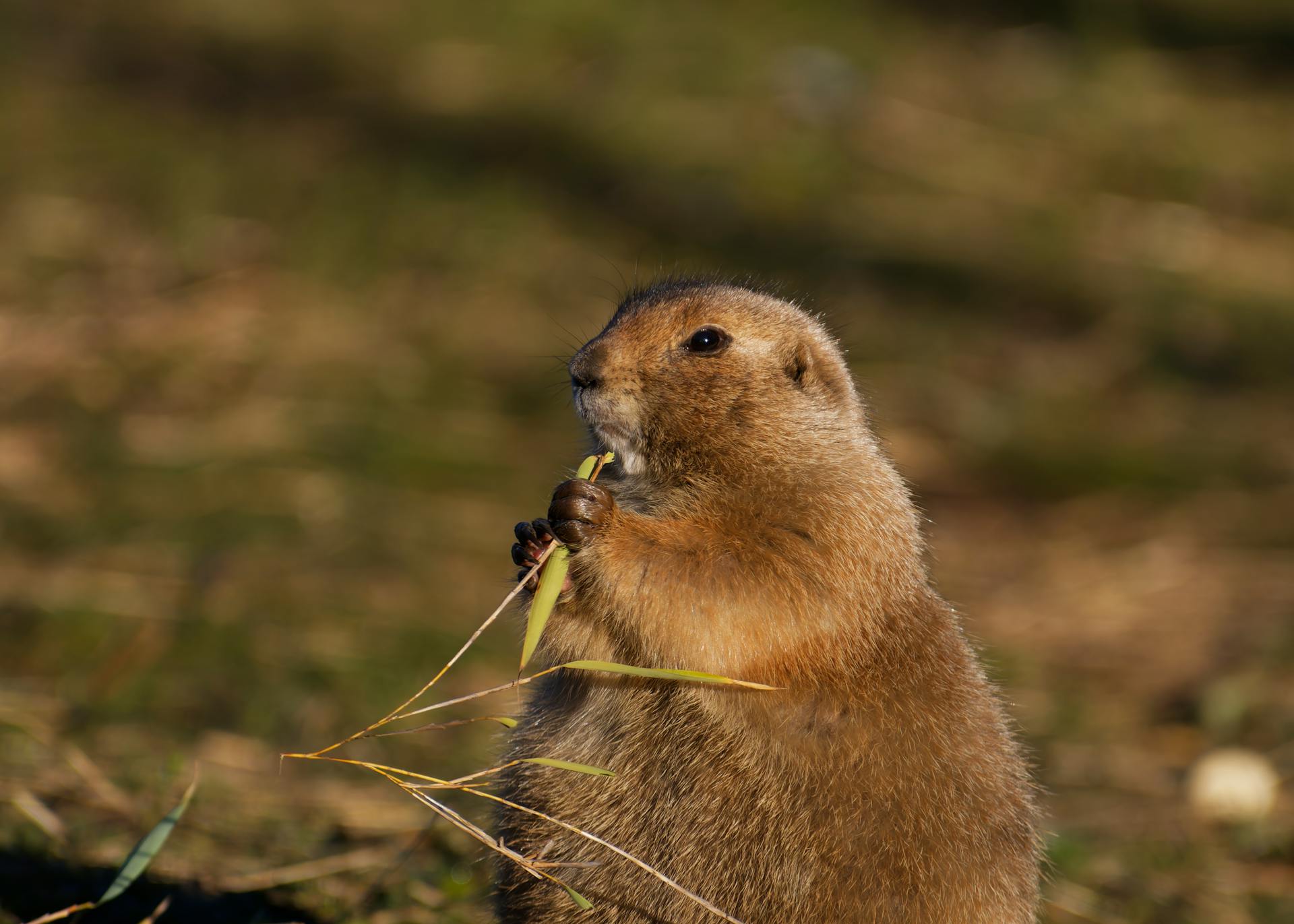 Mexikanska präriehundar i naturen