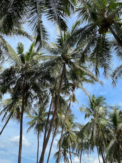 Palm trees in the ocean