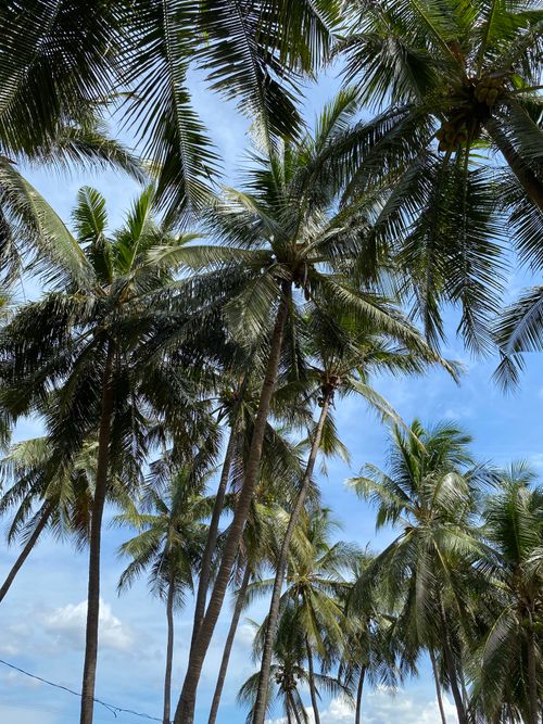 Free View of tall palm trees under a bright blue sky, evoking a tropical vacation vibe. Stock Photo
