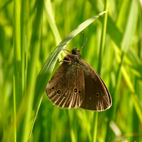 Kostnadsfri bild av djurfotografi, fjäril, gräs