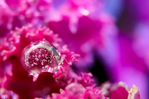 Rainy drop on pink flower