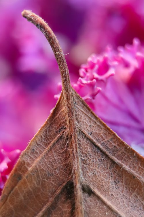 Leaf on pink flower