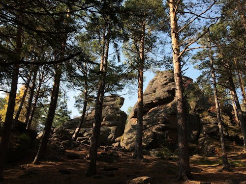 Trees and Rocks behind