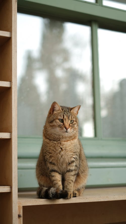 Cat Sitting near Window