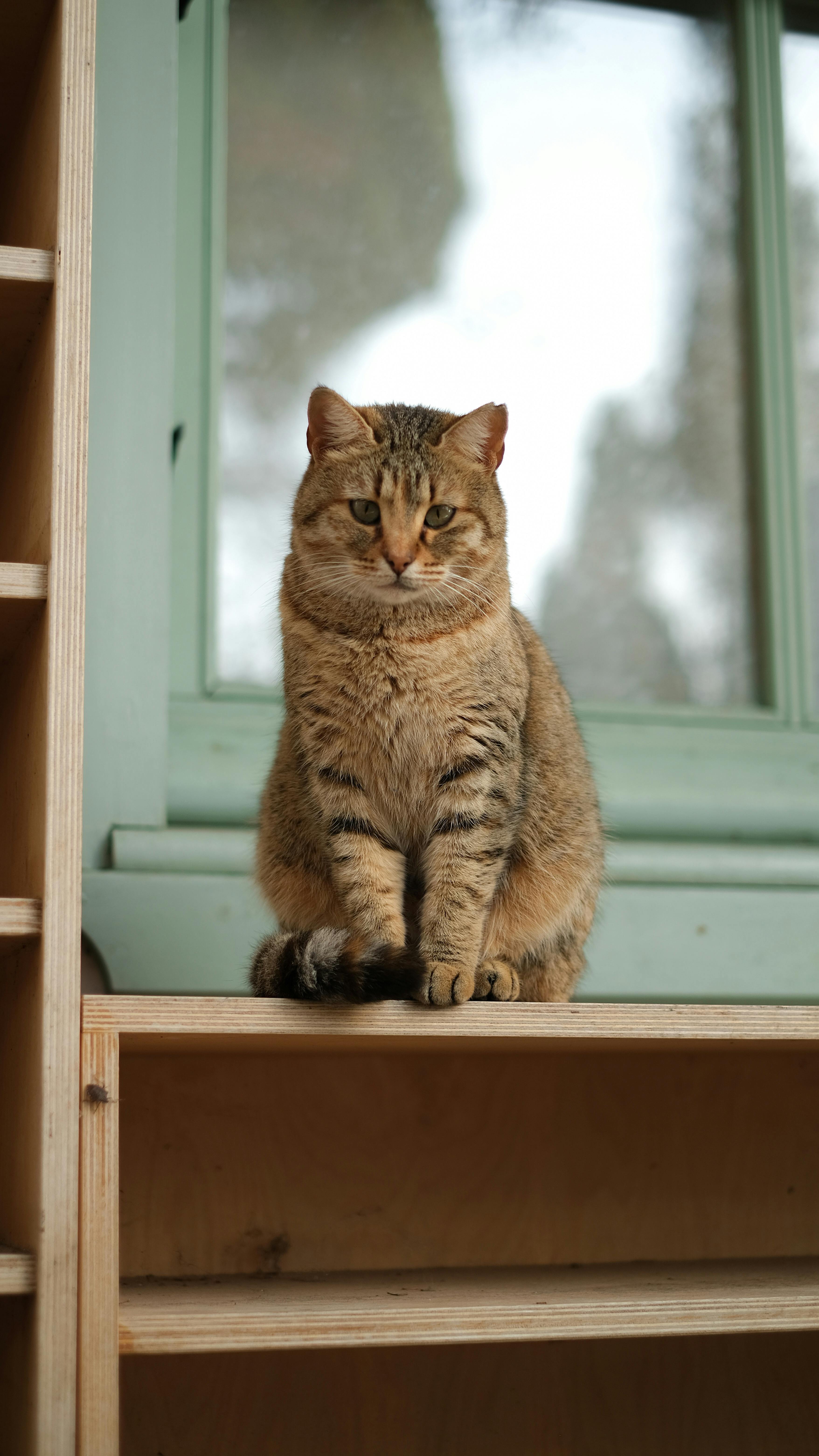 A calm tabby cat sits on a wooden shelf near a window, creating a cozy scene.