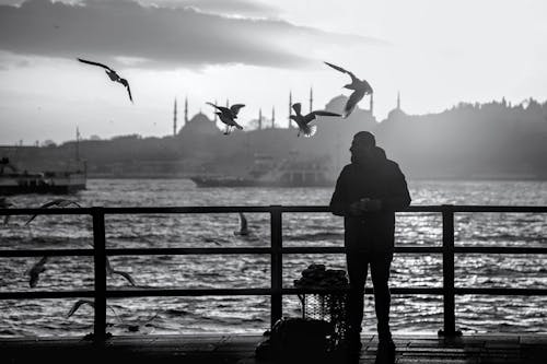 Fotobanka s bezplatnými fotkami na tému breh, čajky, čierny a biely