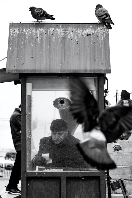 Pigeons around Man in Guard Hut