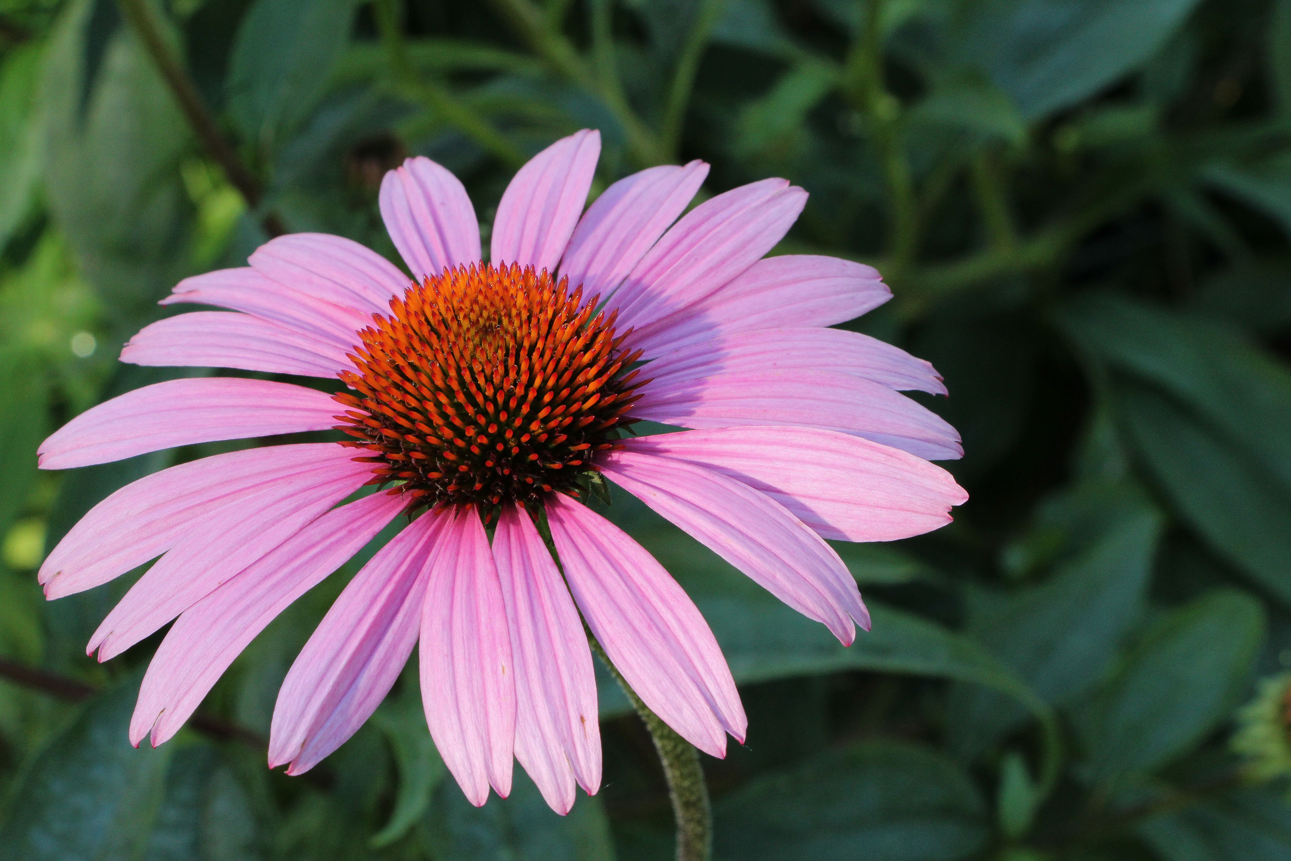 Echinacea Leaf Botanical Photo