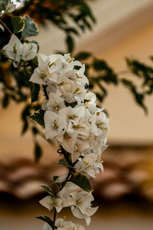 꽃이 피는, 덩굴, 부겐빌레아의 무료 스톡 사진