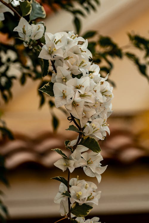 Základová fotografie zdarma na téma bílé květy, buganvilie, detail