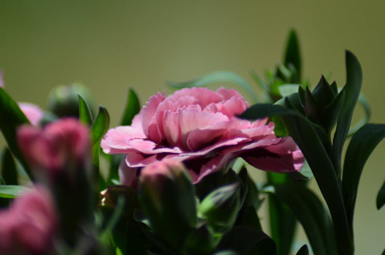 Pink Flower In Nature