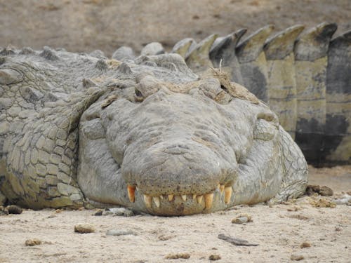 Crocodile on Ground
