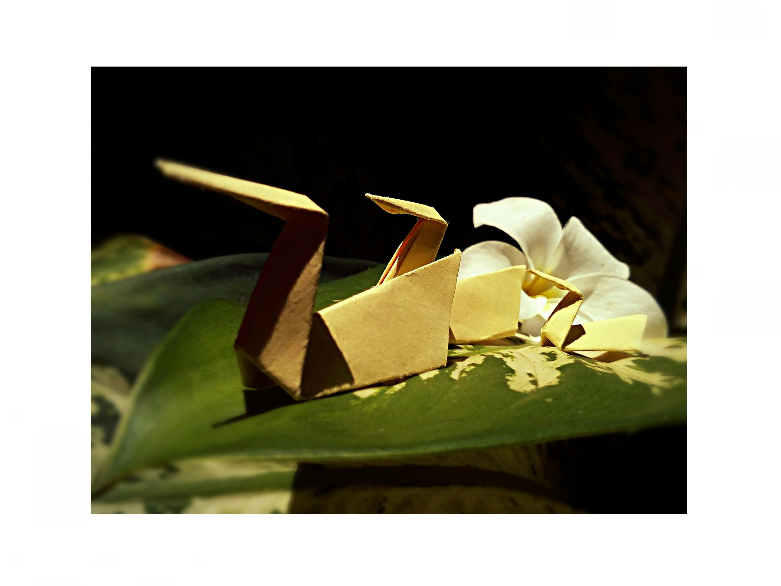 Free stock photo of drake, origami, paper