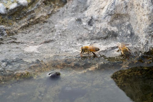 Bees near Water