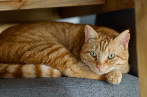 Free Ginger tabby cat with green eyes resting comfortably indoors on a gray cushion, showcasing natural feline grace. Stock Photo