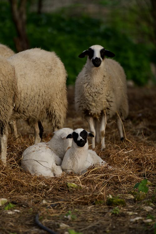 Sheep Standing Around Lambs Lying on Straw