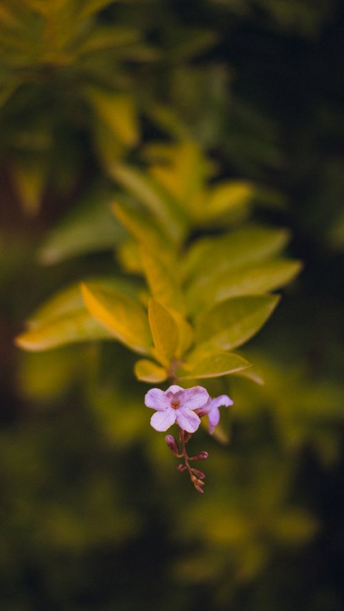 Free Close-up of a small purple flower with vibrant green leaves in Egypt's natural setting. Stock Photo