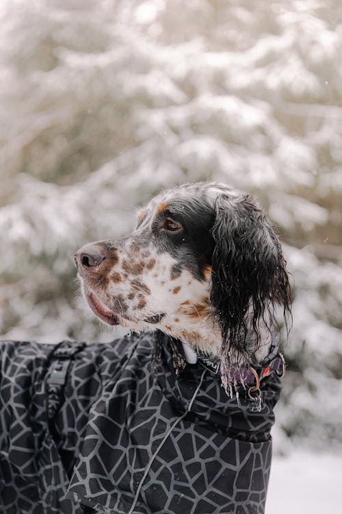 コールド, ペット, 冬の無料の写真素材