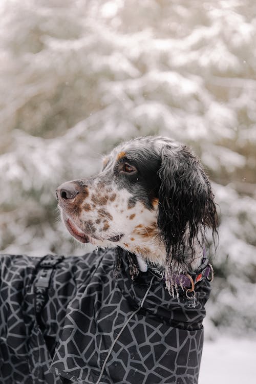 Free Portrait of Dog in Clothes in Winter Stock Photo