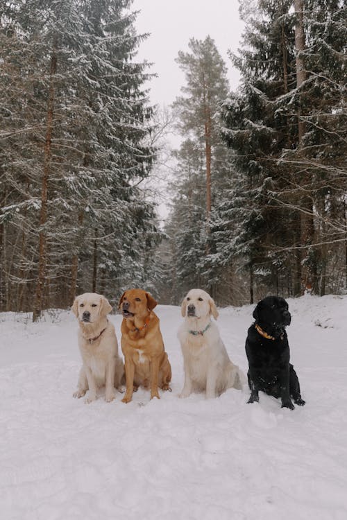 Dogs Sitting in Snow in Forest