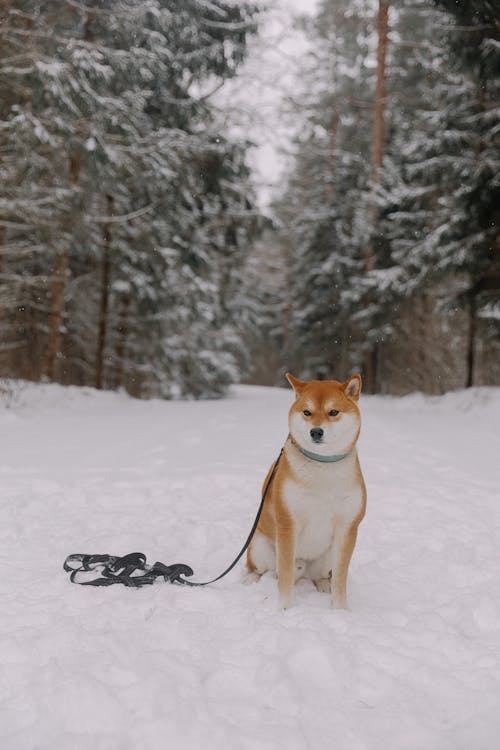 Dog Sitting in Snow