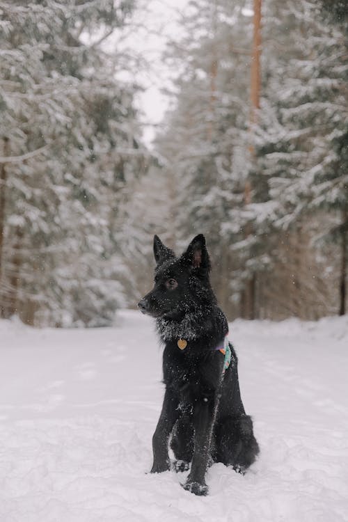 Free Black Dog Sitting in the Snow Stock Photo