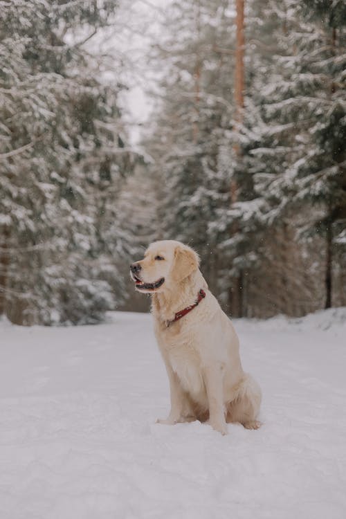 Fotos de stock gratuitas de bosque, fondo de pantalla para el móvil, fotografía de animales