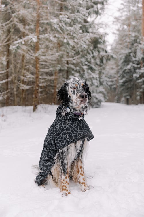 Dog in Cloak in Snow