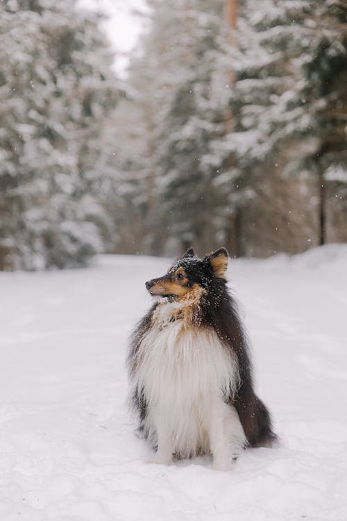 Shetland Sheepdog in Snow