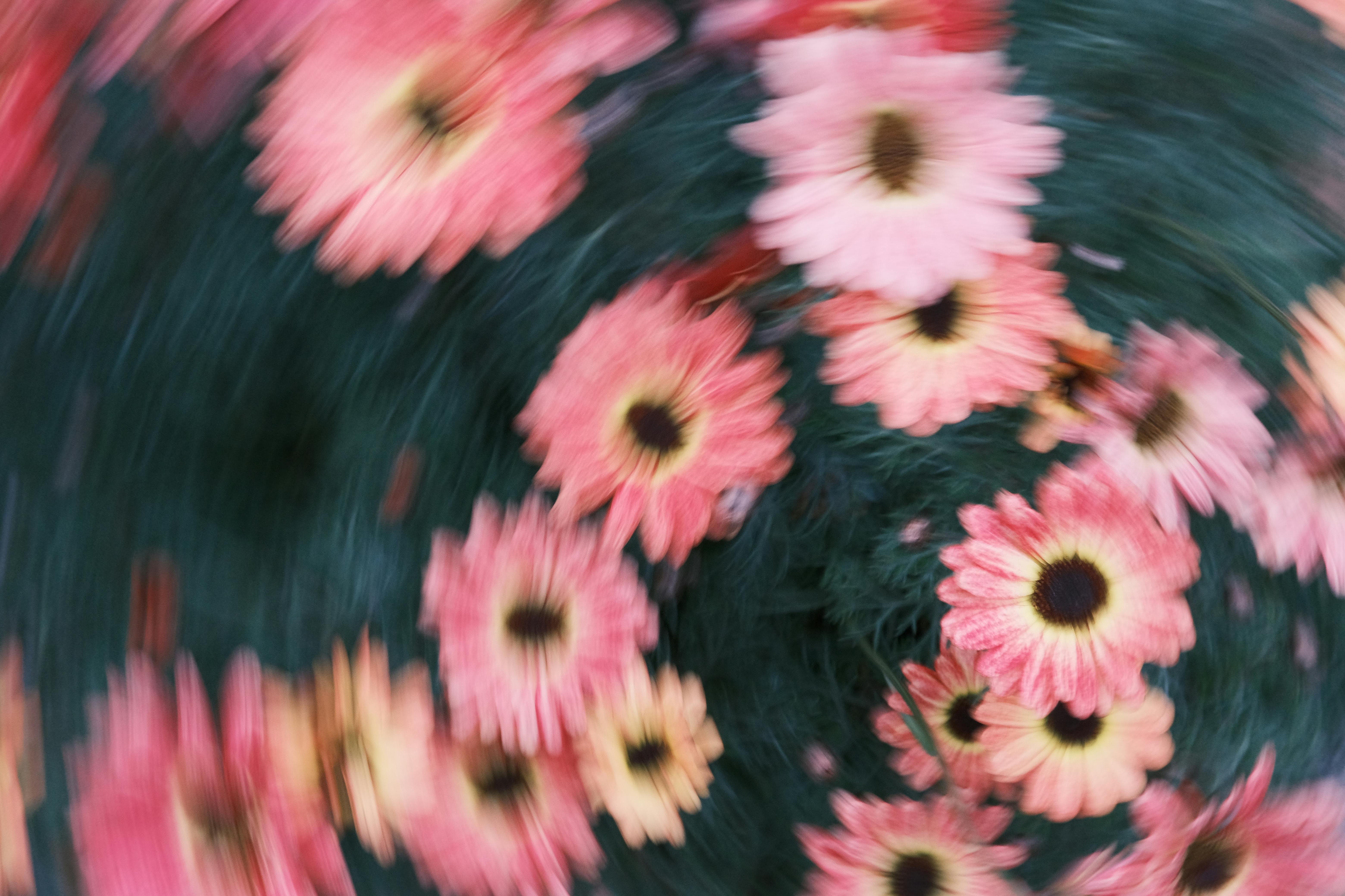Vibrant pink flowers captured in a swirling motion, creating an abstract floral effect.
