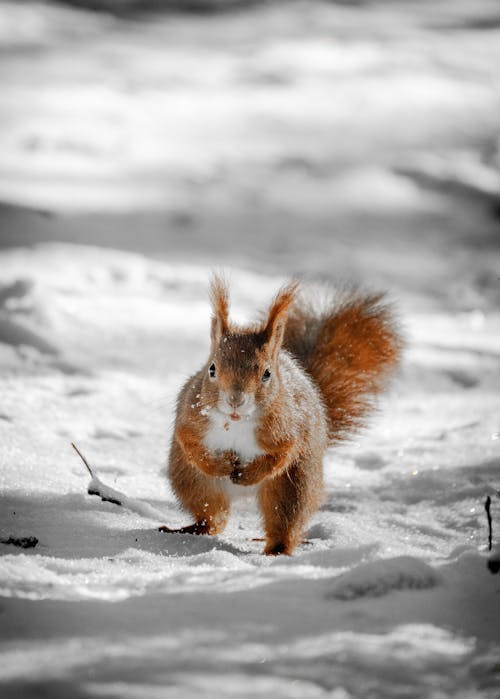 Free Squirrel in Snow Stock Photo