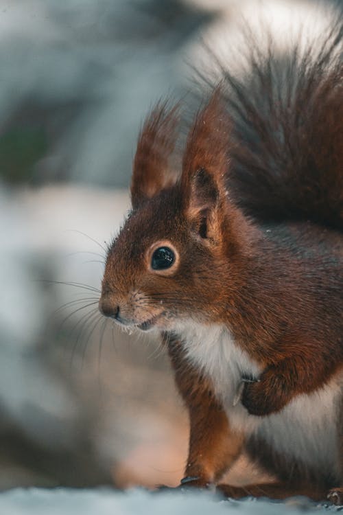 Free Squirrel in Nature Stock Photo