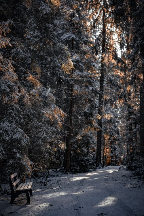 Free Serene winter scene with a snow-covered path through a quiet forest. Stock Photo