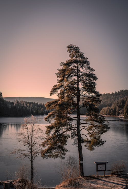 A lone tree stands in front of a lake