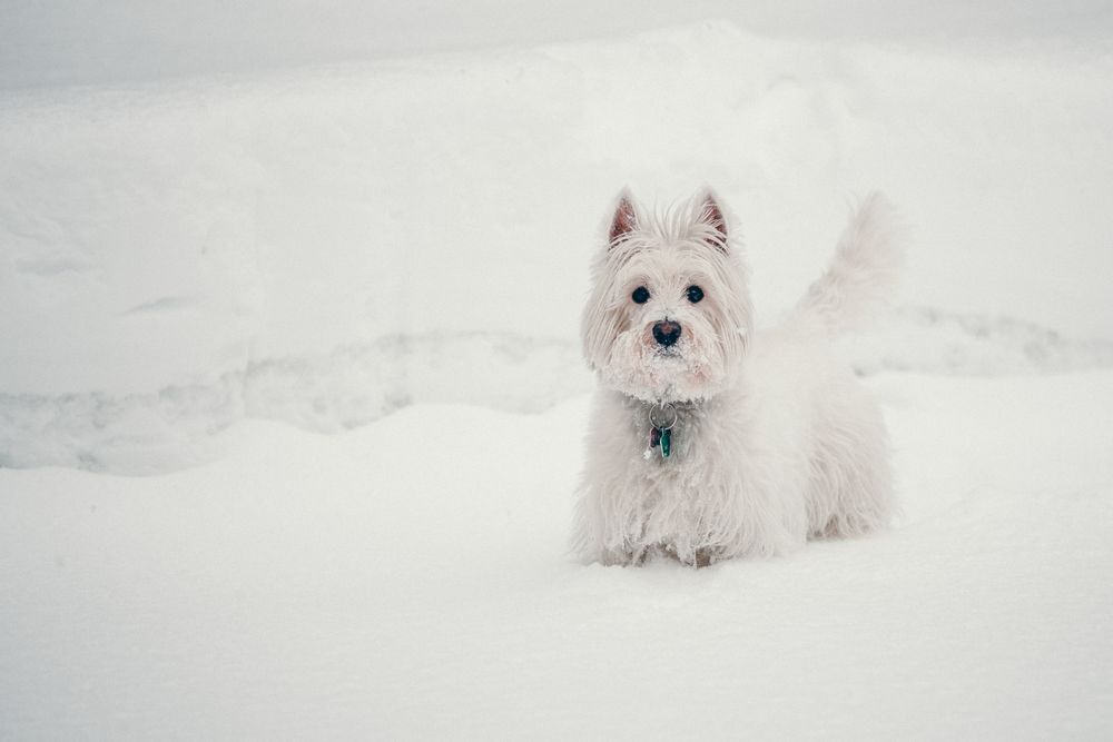 West Highland White Terrier standing in snow