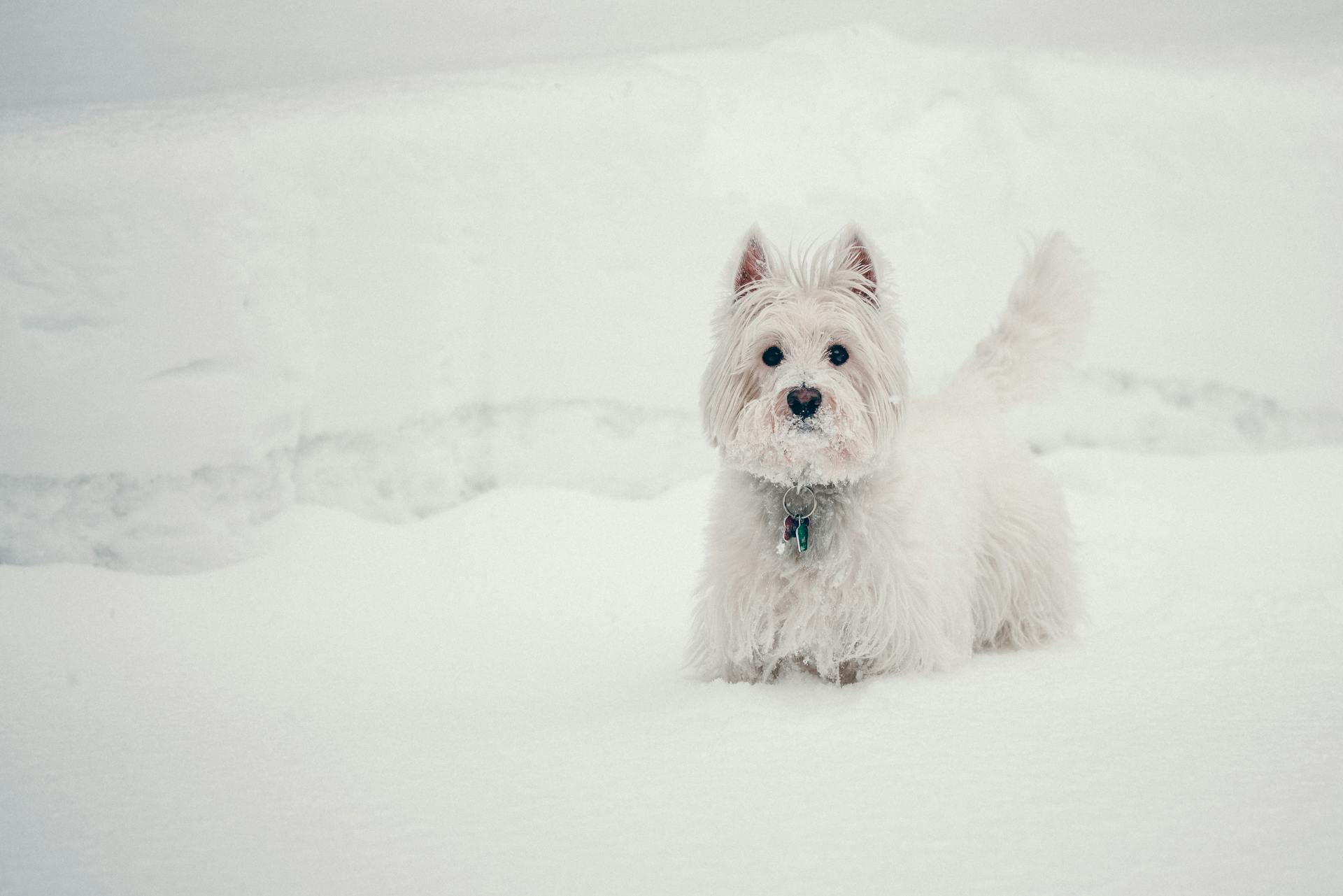 Vit hund på snötäckt mark