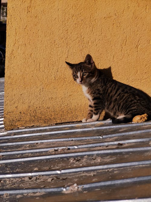 Darmowe zdjęcie z galerii z dach, fotografia zwierzęcia, kot