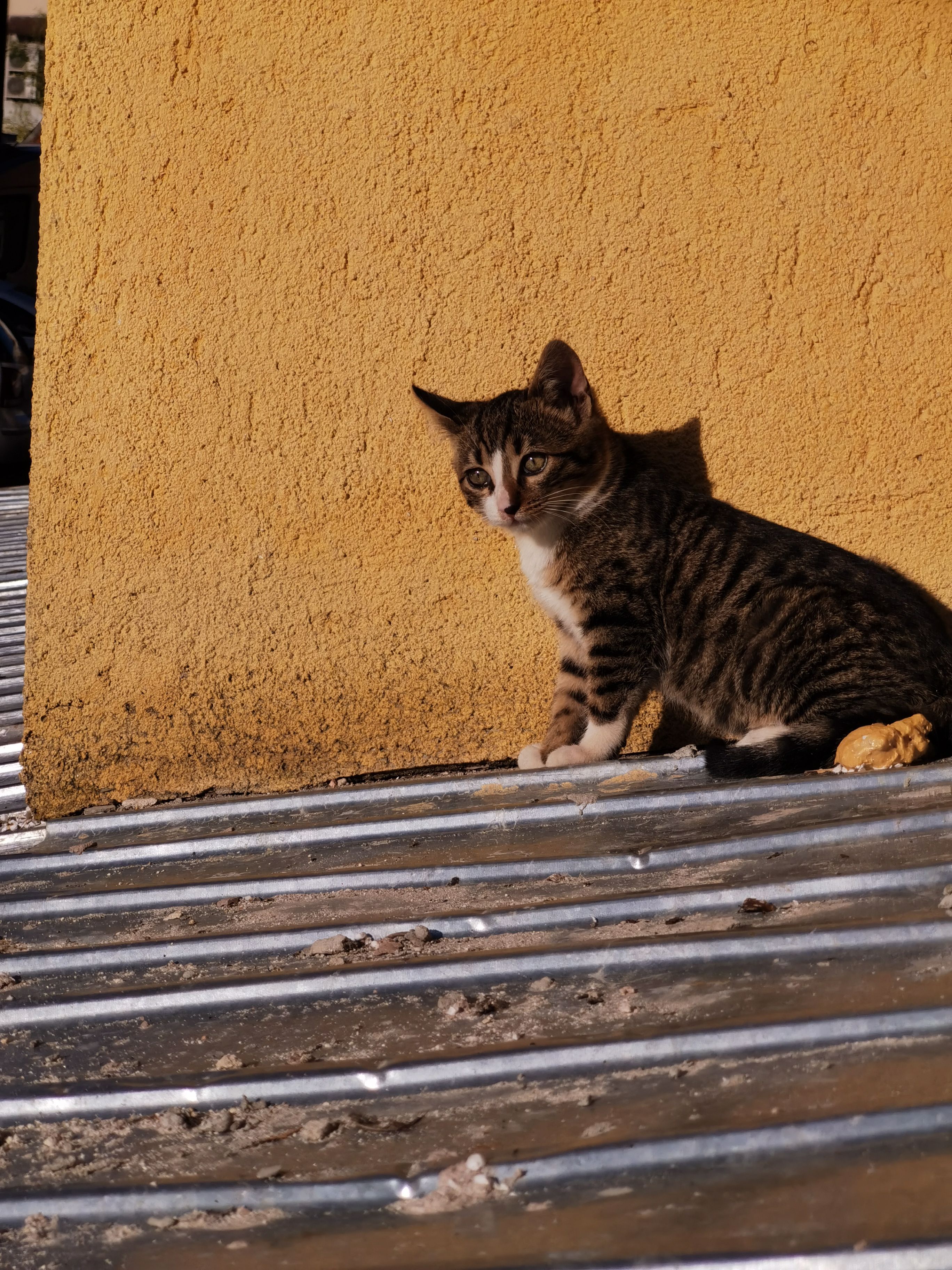 Adorable Cat On Rooftop Free Stock Photo