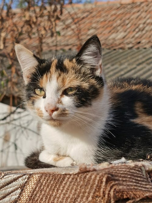 Fotos de stock gratuitas de aterciopelado, de cerca, fotografía de animales